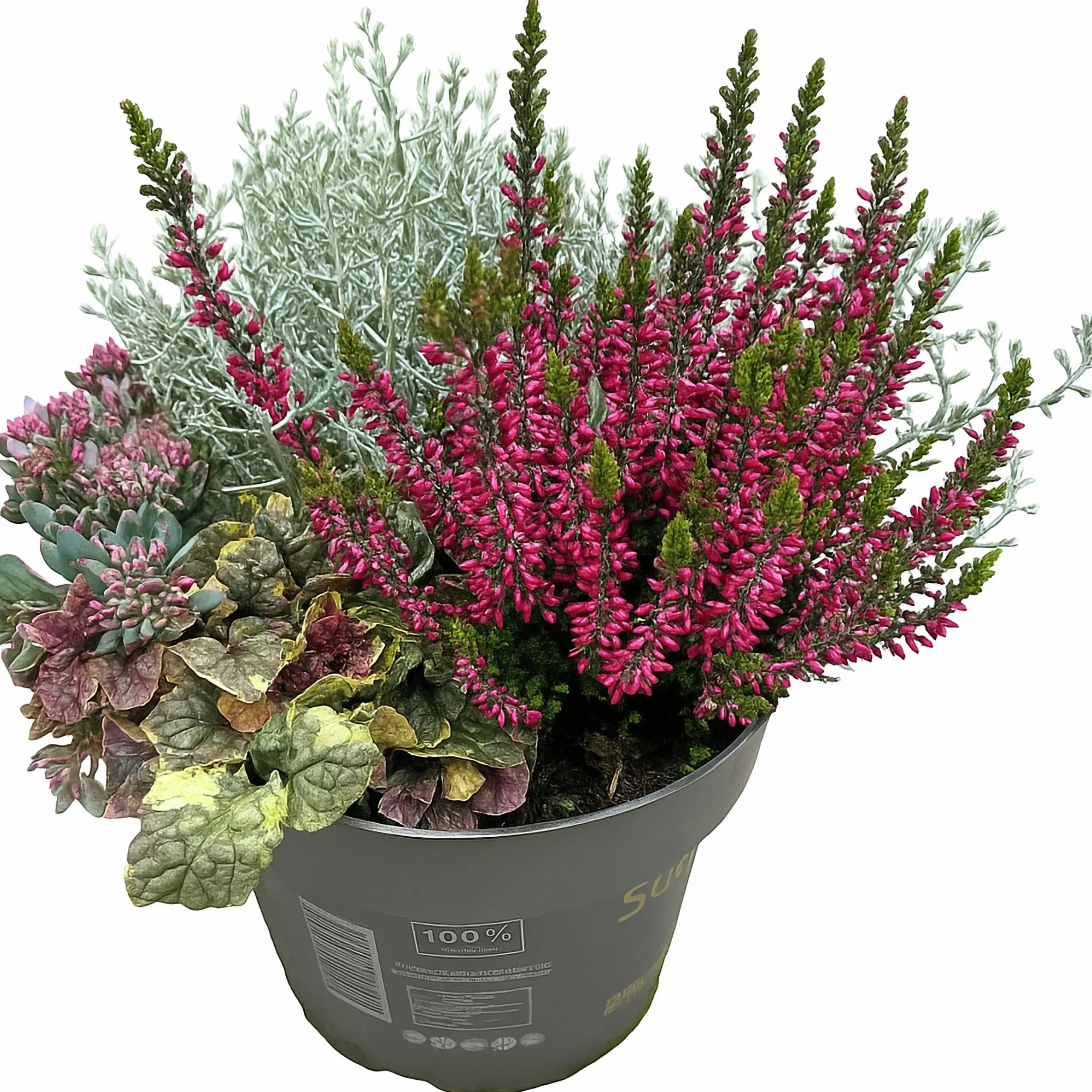 Mixkruka SunPoly 19cm>Danblumen Outlet
