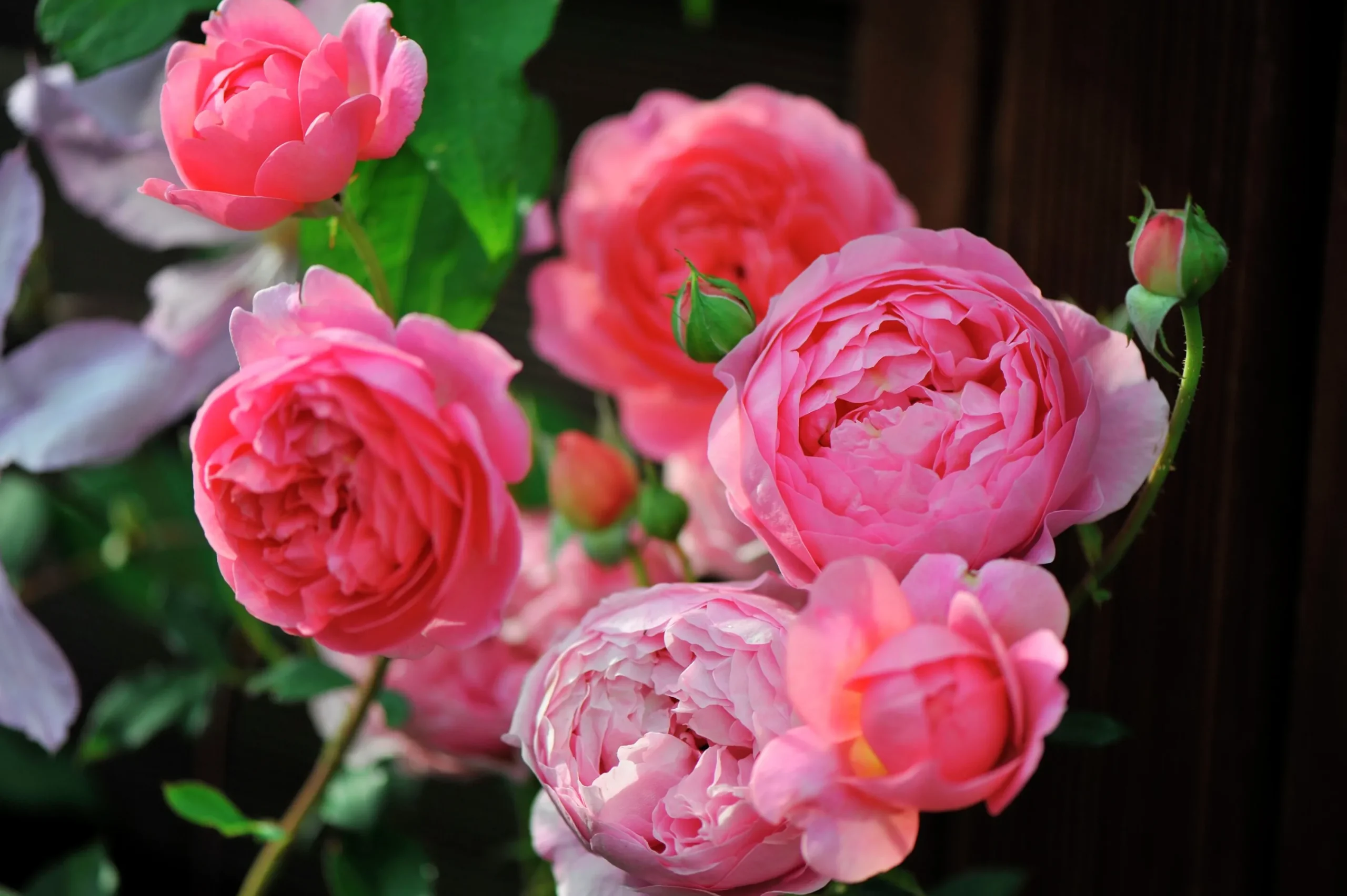Modern buskros 'Boscobel' 'Auscousin' Barrotad>Omnia garden New