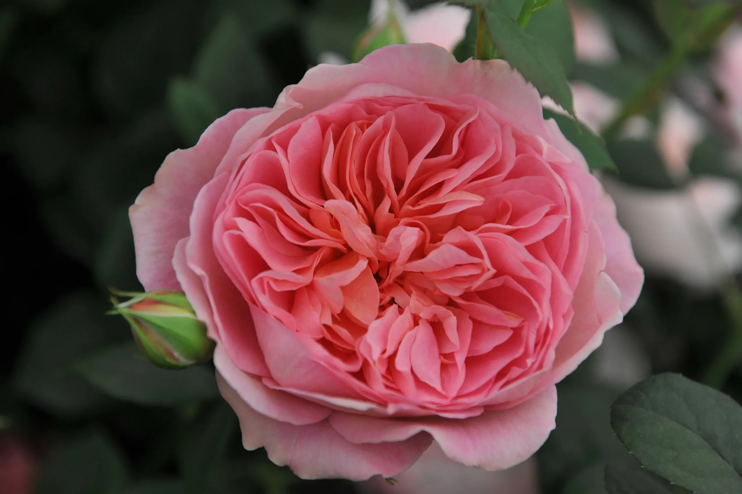 Modern buskros 'Boscobel' 'Auscousin' Barrotad>Omnia garden New