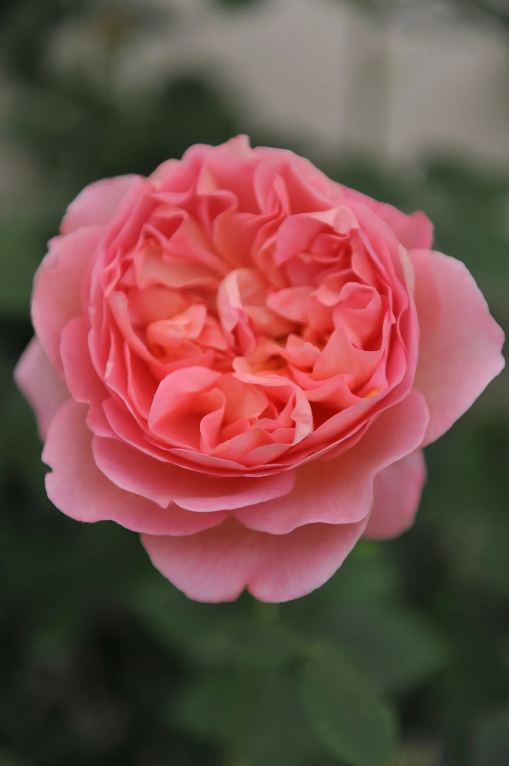 Modern buskros 'Boscobel' 'Auscousin' Barrotad>Omnia garden New