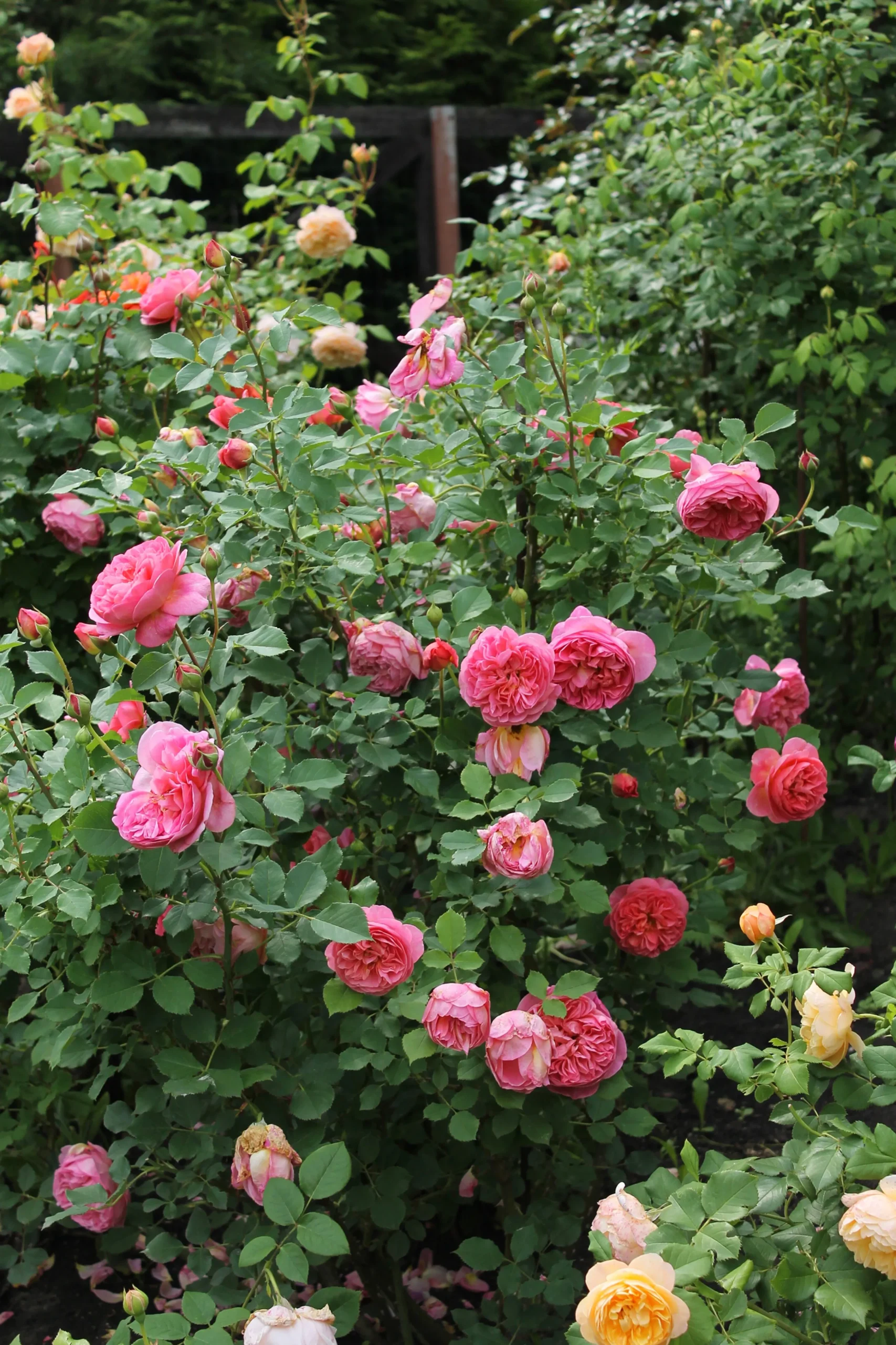Modern buskros 'Boscobel' 'Auscousin' Barrotad>Omnia garden New