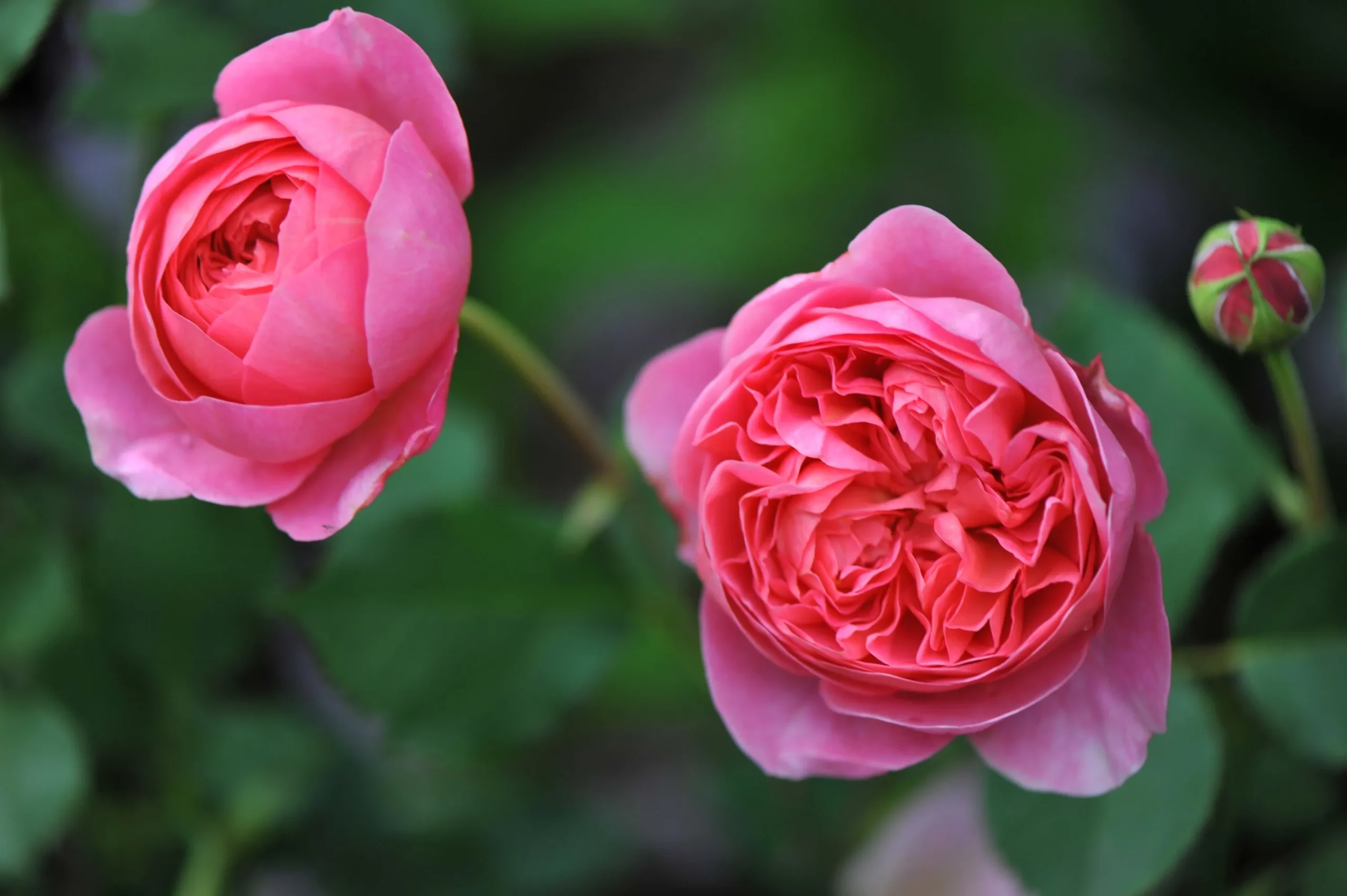Modern buskros 'Boscobel' 'Auscousin' Barrotad>Omnia garden New
