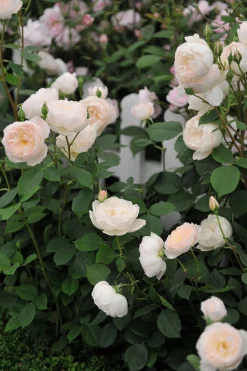 Modern buskros 'Desdemona' 'Auskindling' Barrotad><noscript><img width=