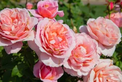 Modern buskros 'Queen of Sweden' 'Austiger' Barrotad><noscript><img width=