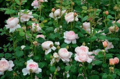Modern buskros 'Queen of Sweden' 'Austiger' Barrotad><noscript><img width=