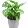 Monstera Andansonii 12cm>Mäster Grön Outlet