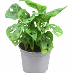 Monstera Andansonii 12cm>Mäster Grön Outlet