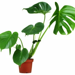 Monstera i 13cm kruka>Mäster Grön New