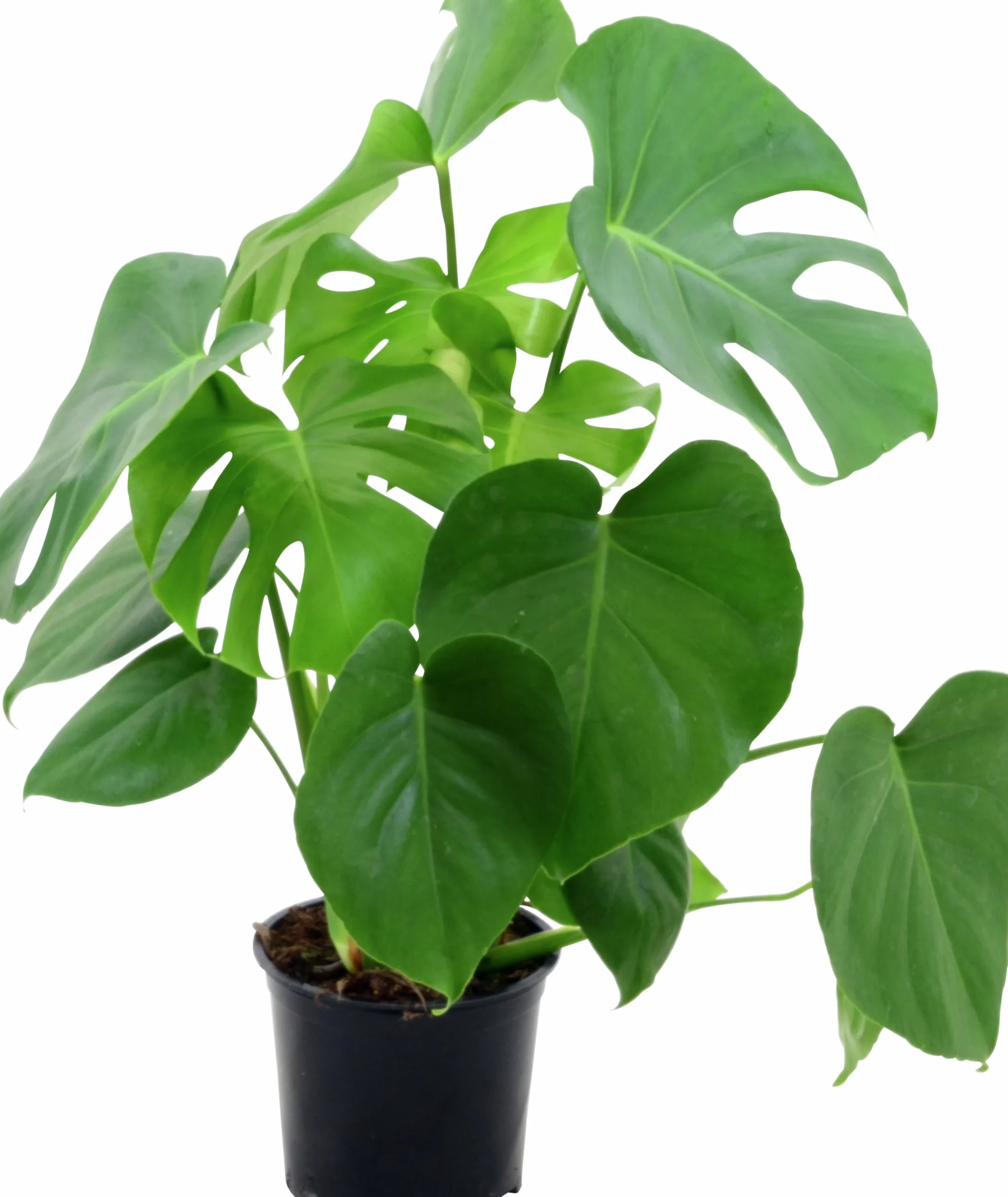 Monstera lat. Monstera deliciosa>Mäster Grön Hot