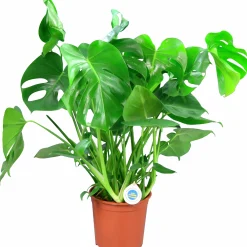 Monstera lat. Monstera deliciosa i 21cm kruka>Mäster Grön Sale
