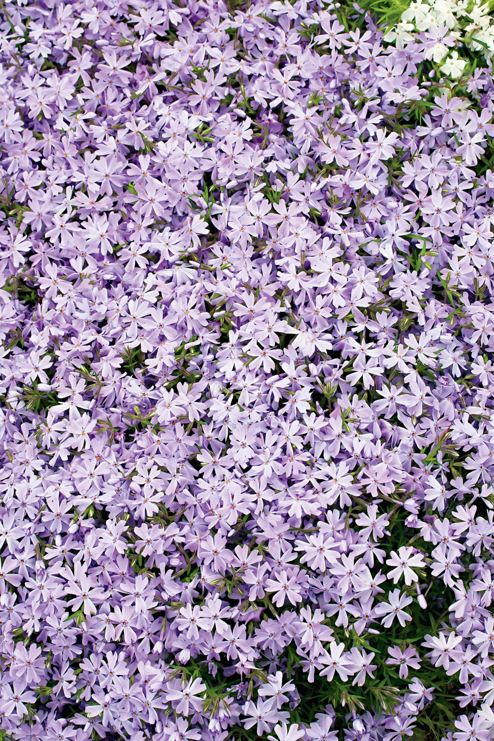Mossflox 'Emerald Cushion Blue'>Omnia garden Sale