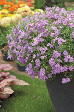 Mossflox 'Emerald Cushion Blue'>Omnia garden Sale