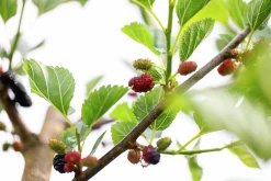 Mörkrött Mullbär 'Mojo Berry'>Omnia garden Clearance