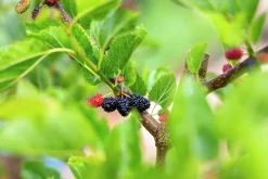Mörkrött Mullbär 'Mojo Berry'><noscript><img width=