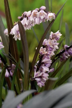 Mörkt Ormskägg 'Nigrescens' syn. 'Kokuryu' 2L>Omnia garden Outlet