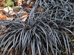 Mörkt Ormskägg 'Nigrescens' syn. 'Kokuryu' 2L>Omnia garden Outlet