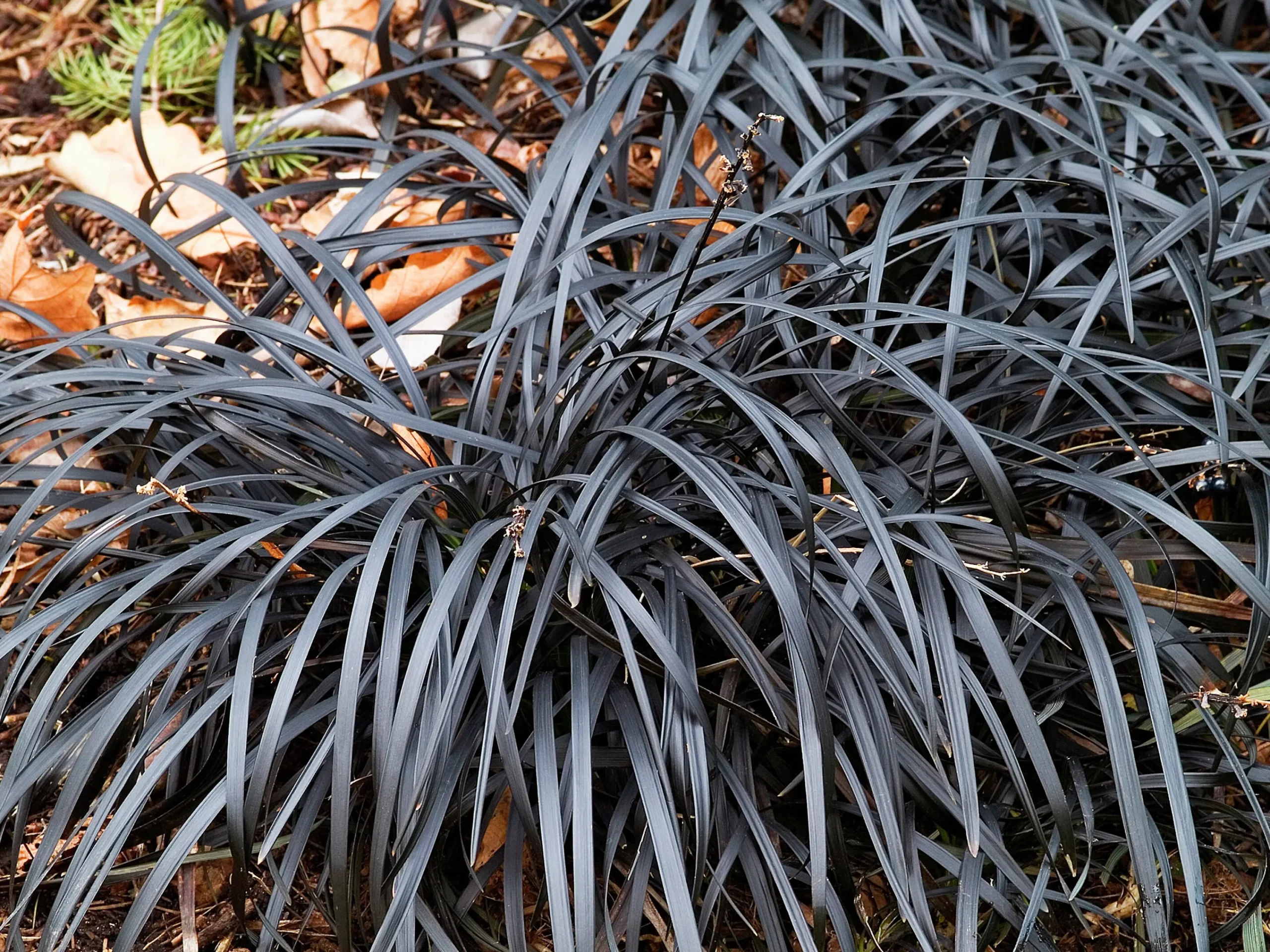 Mörkt Ormskägg 'Nigrescens' syn. 'Kokuryu' 2L>Omnia garden Outlet