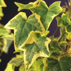 Murgröna 'Goldchild'>Omnia garden New