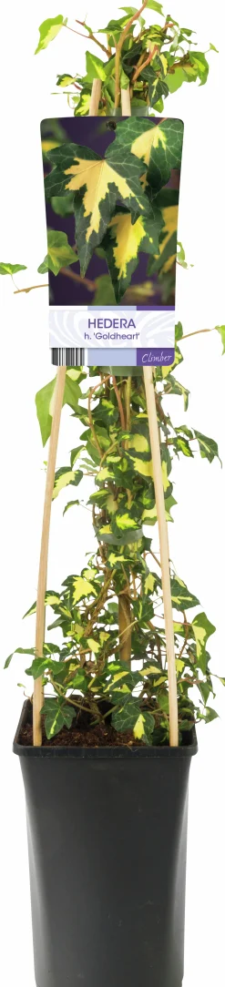 Murgröna 'Goldheart'>Omnia garden Sale