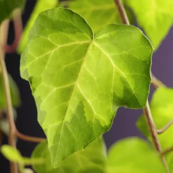 Murgröna Kaukasisk 'Sulphur Heart'>Omnia garden Clearance