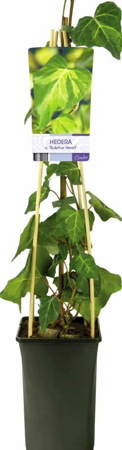 Murgröna Kaukasisk 'Sulphur Heart'>Omnia garden Clearance