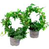 Murgröna lat. Hedera helix Enkelbåge 12cm>Mäster Grön Online