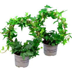 Murgröna lat. Hedera helix Enkelbåge 12cm>Mäster Grön Online