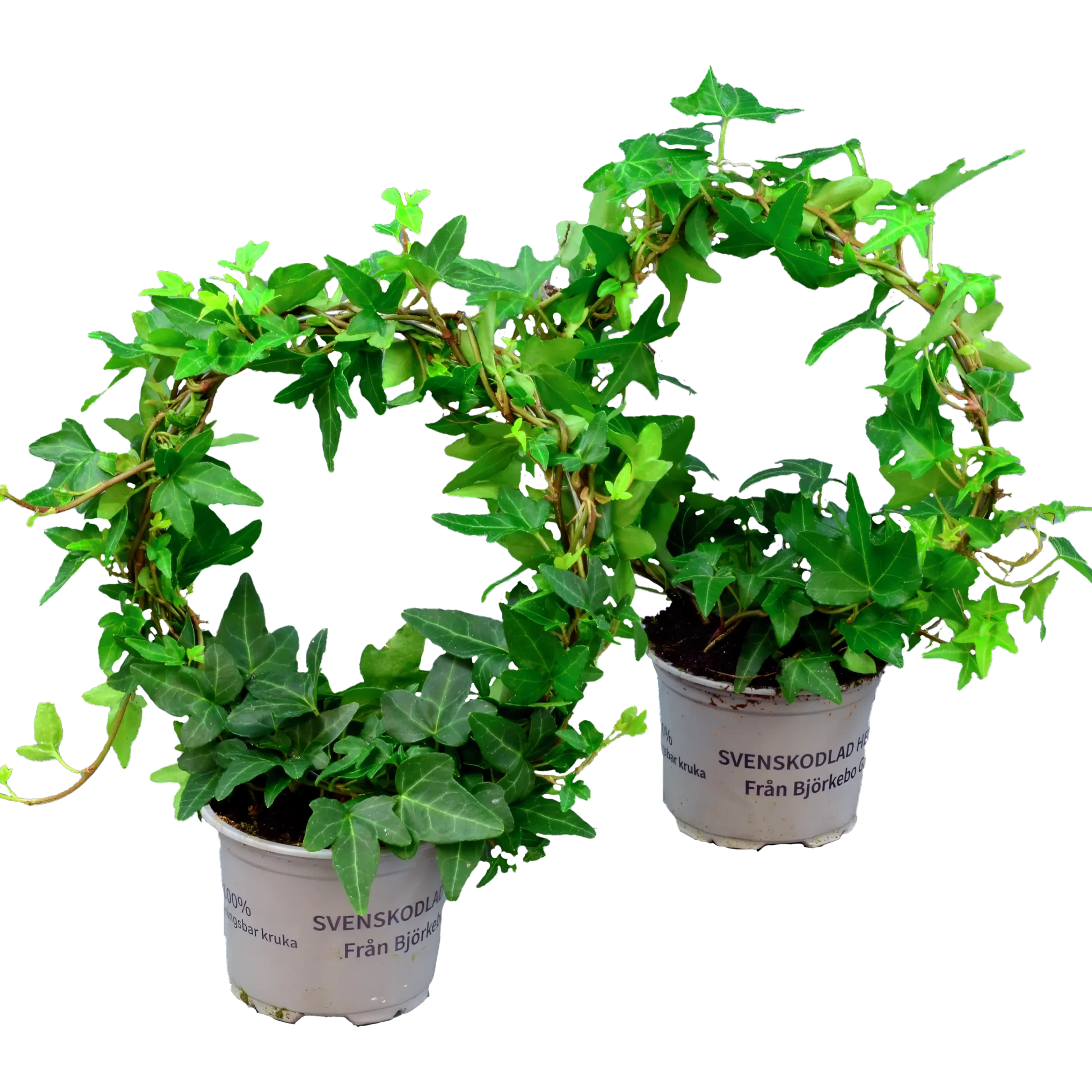 Murgröna lat. Hedera helix Enkelbåge 12cm>Mäster Grön Online