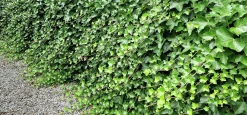 Murgröna Storbladig D:9-11cm Krukodlad>Omnia garden Online