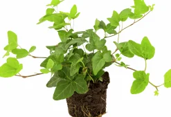 Murgröna Storbladig D:9-11cm Krukodlad><noscript><img width=