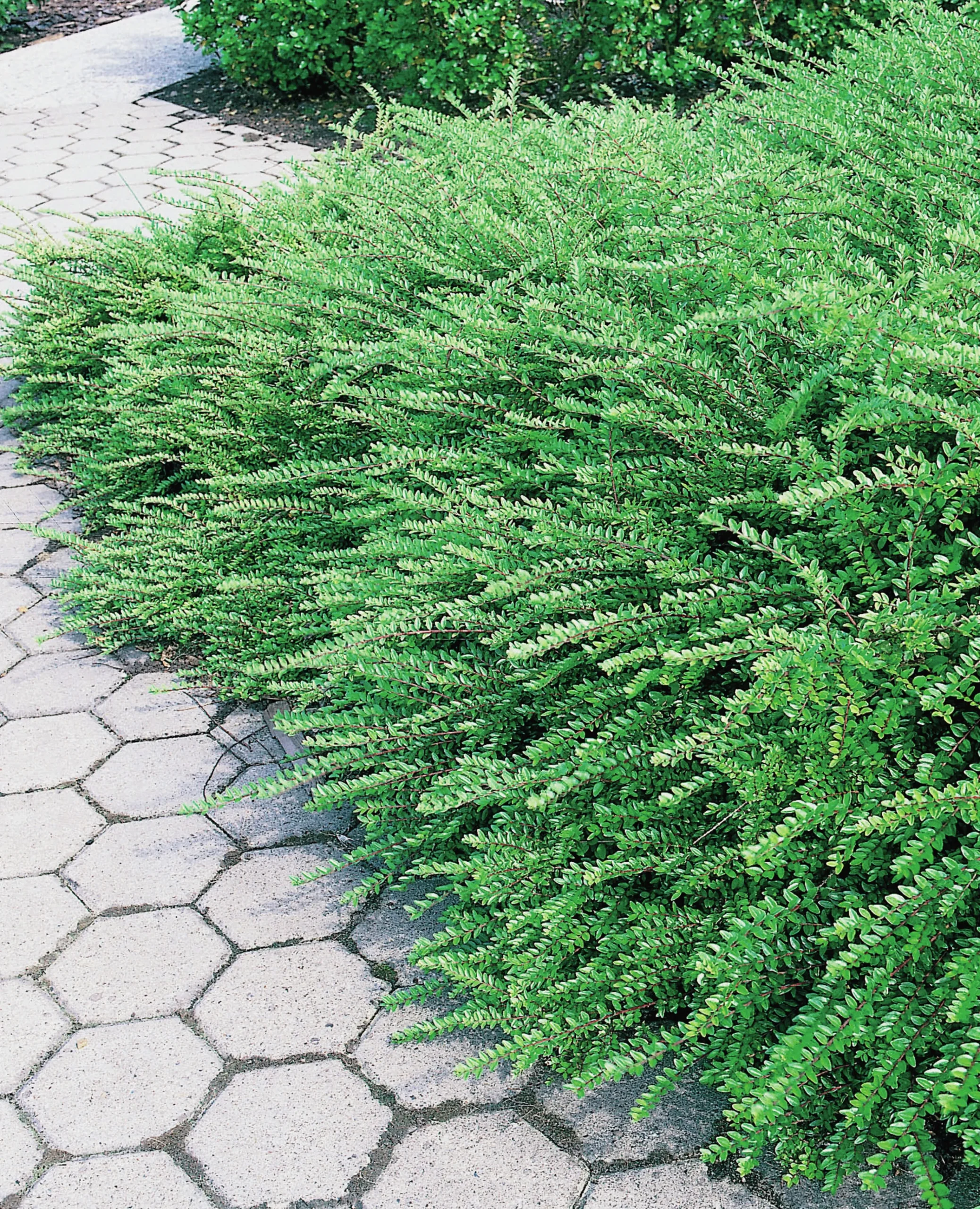 Myrtentry 'Maigrün' Krukodlad>Omnia garden Clearance