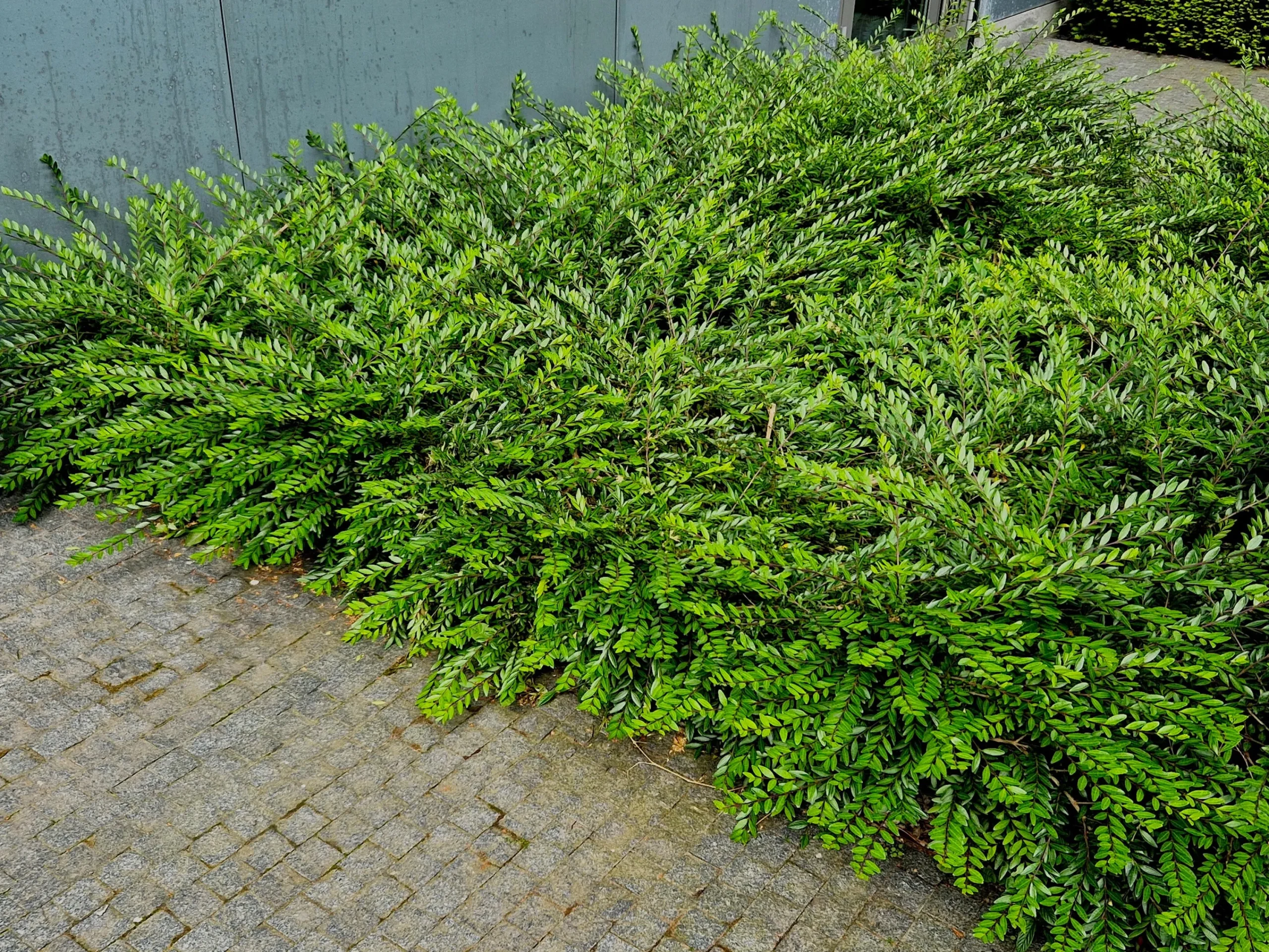 Myrtentry 'Maigrün' Krukodlad>Omnia garden Clearance
