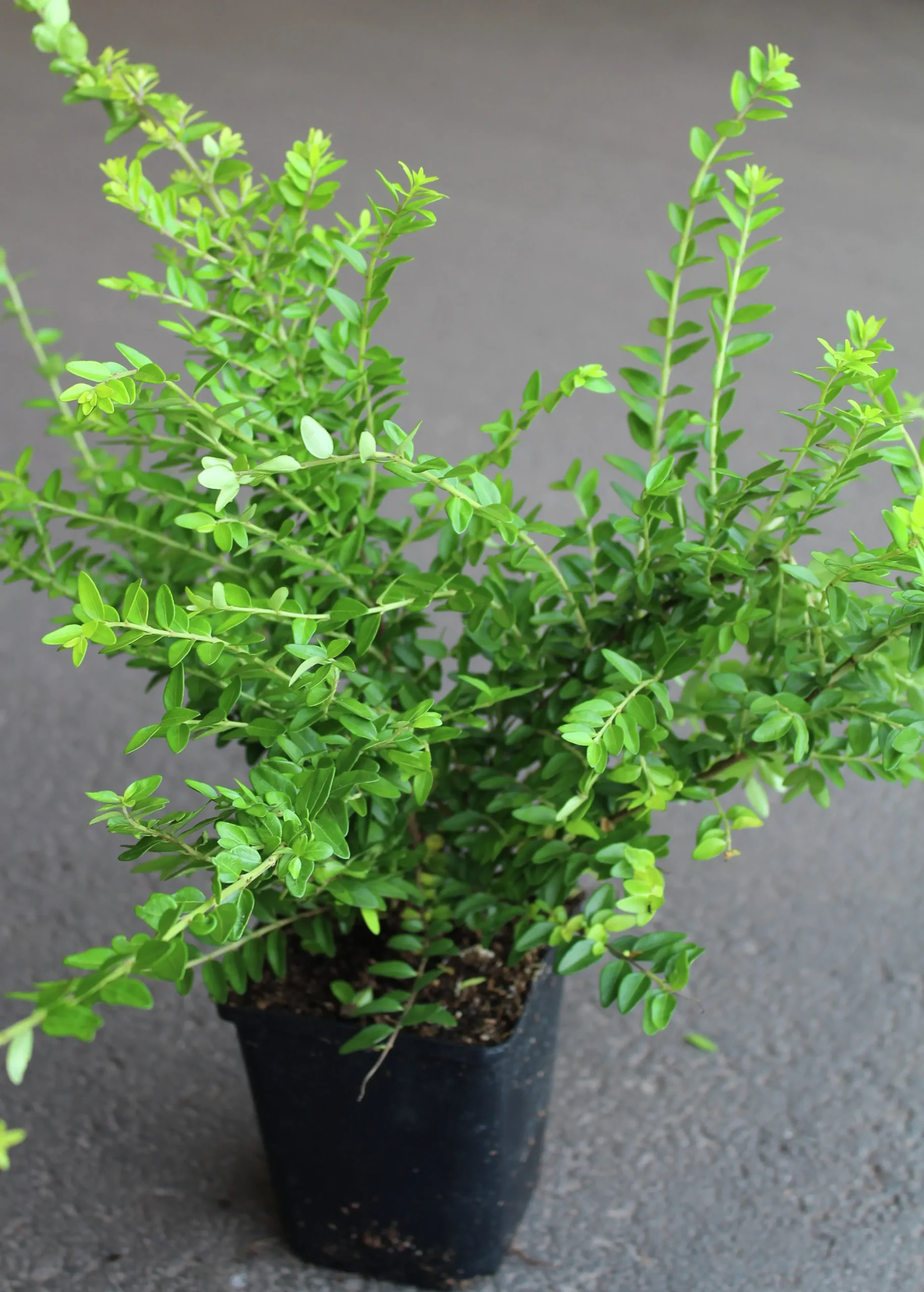 Myrtentry 'Maigrün' Krukodlad>Omnia garden Clearance