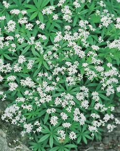 Myskmadra syn. Myska>Omnia garden Sale