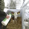 Nappflaska Shoof till kalv Speedy Feeder 2,5L>Shoof International Best