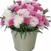 Nejlika lat. Dianthus caryophyllus 'I Love You'>Mäster Grön Discount