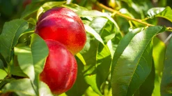 Nektarin 'Madame Blanchet' Krukodlad>Omnia garden Sale
