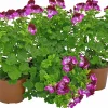 Änglapelargon / Pensepelargon lat. Pelargonium 'Tip Top'>Mäster Grön Hot
