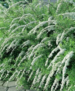 Norsk Brudspirea 'Grefsheim' Barrotad>Omnia garden Sale