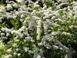 Norsk Brudspirea 'Grefsheim' D:9-11cm Certifierad Krukodlad><noscript><img width=