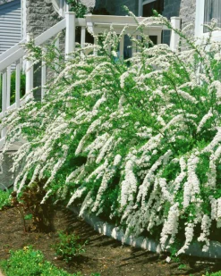 Norsk Brudspirea 'Grefsheim' Goliath Barrotad>Omnia garden Outlet