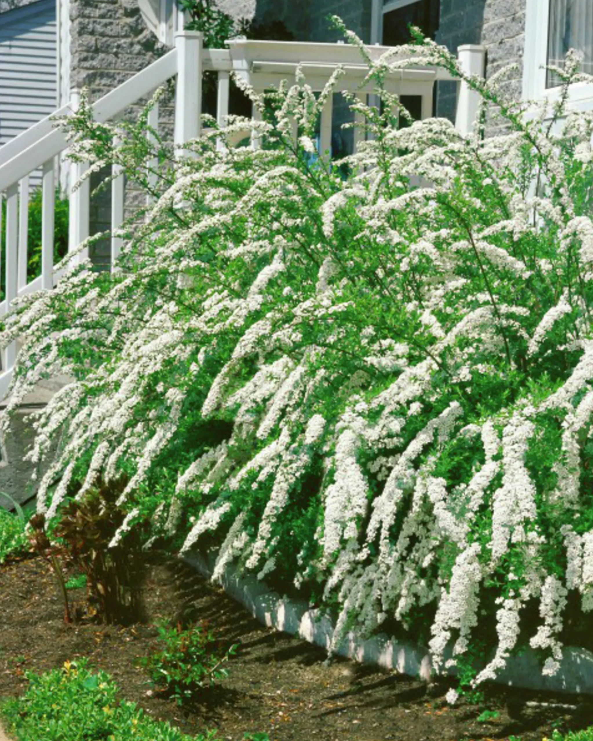 Norsk Brudspirea 'Grefsheim' Goliath Barrotad>Omnia garden Outlet