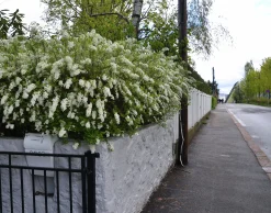 Norsk Brudspirea 'Grefsheim' Goliath Barrotad>Omnia garden Outlet
