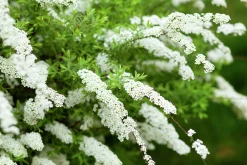 Norsk Brudspirea 'Grefsheim' Goliath Barrotad><noscript><img width=