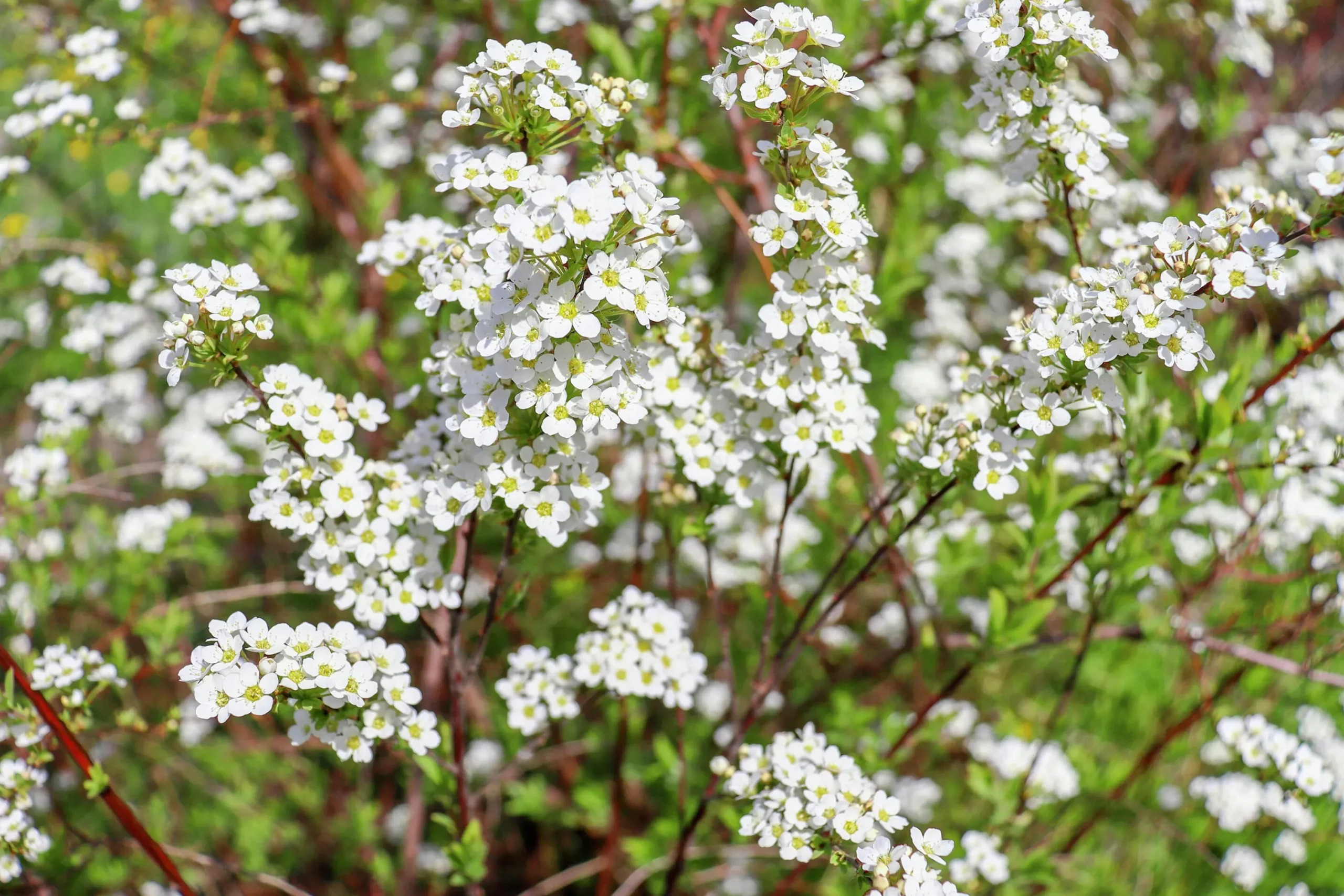 Norsk Brudspirea 'Grefsheim' Goliath Barrotad>Omnia garden Outlet