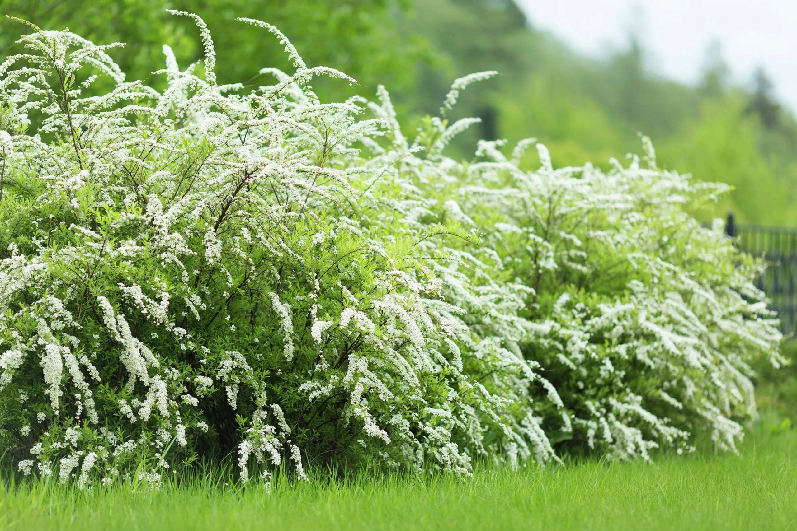 Norsk Brudspirea 'Grefsheim' Goliath Barrotad>Omnia garden Outlet