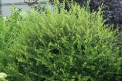 Norsk Brudspirea 'Grefsheim' Goliath Barrotad><noscript><img width=