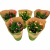 Novemberkaktus>Danblumen Hot