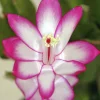 Novemberkaktus lat. Schlumbergera truncata>Mäster Grön Sale