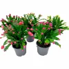 Novemberkaktus 'Thor Wild Cactus'>Danblumen Sale